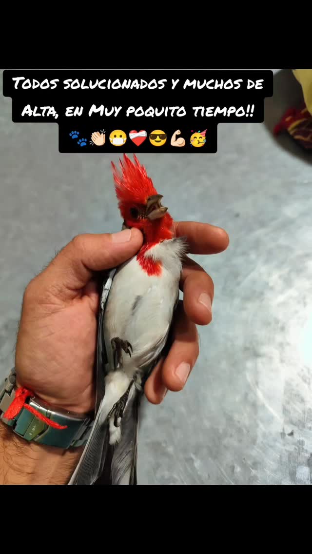 Dani Daldoz con animales