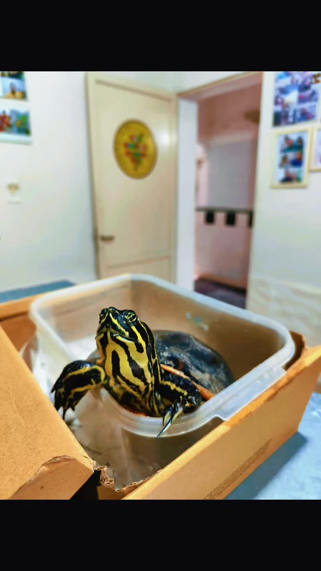 Caso Clínico Tortuga